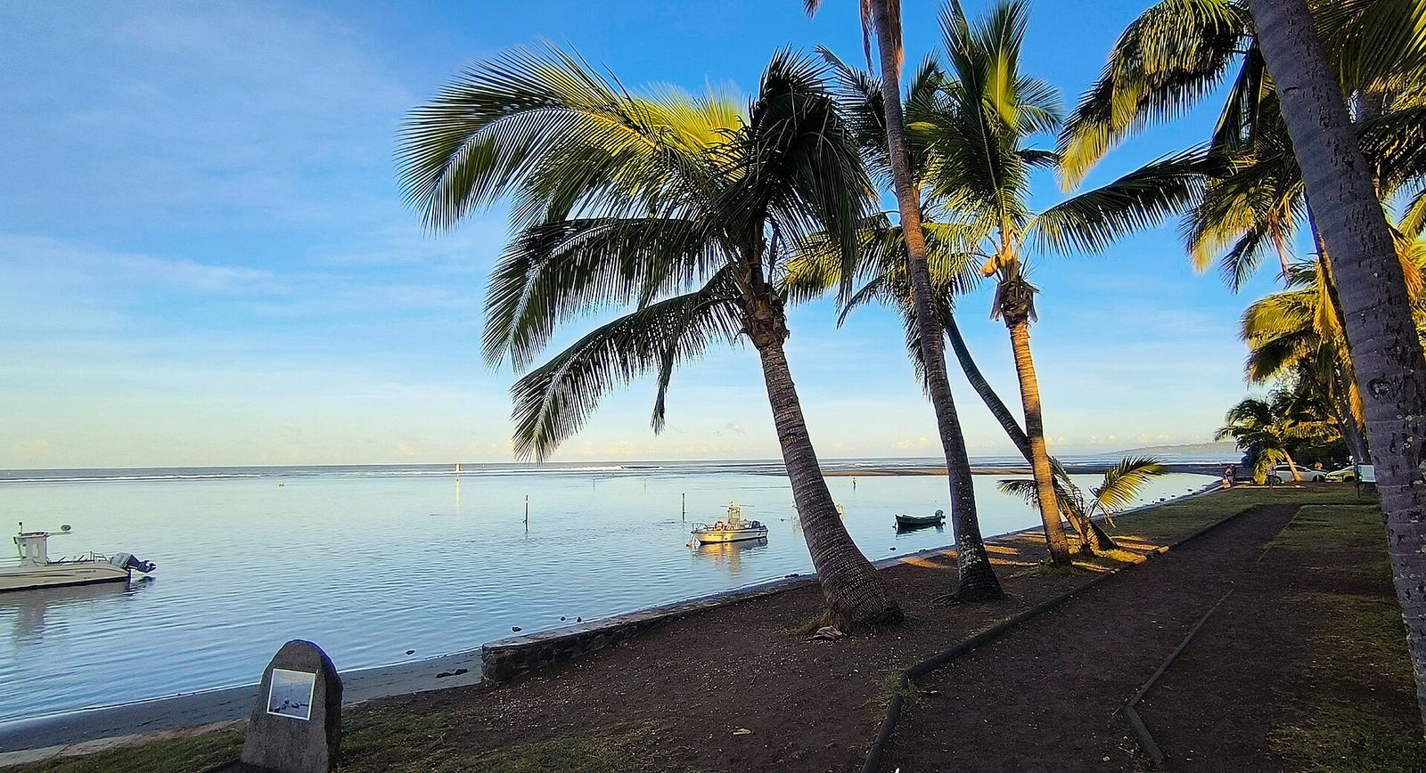 Cocotiers au Bassin Pirogue, L'Étang-Salé